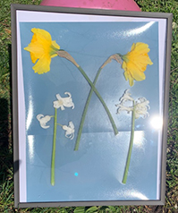 Organic items placed on paper in a frame exposed in sunlight - By Bob St Cyr