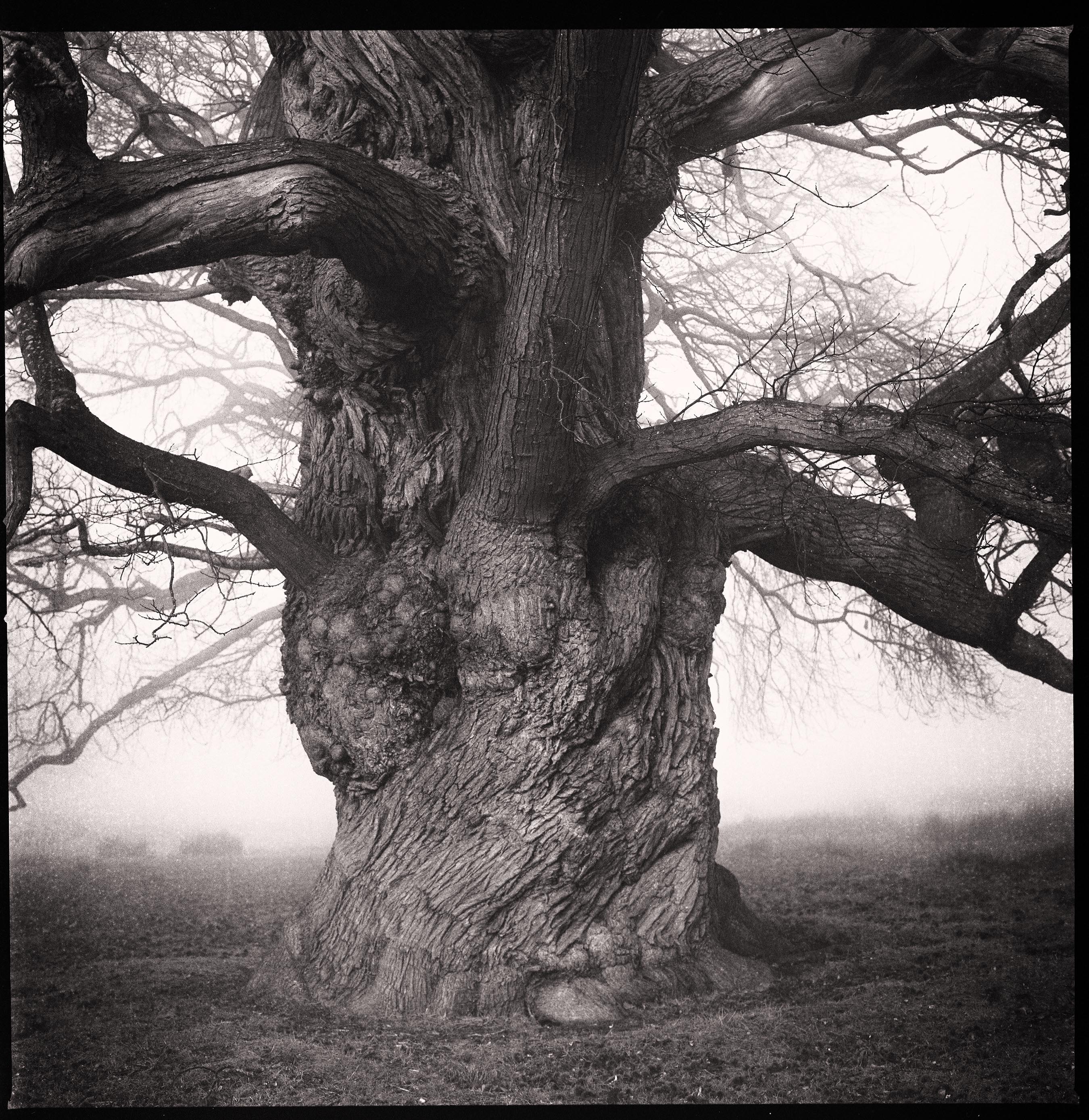 1.Petworth tree chesnut shot of medium format ILFORD FP4 black and white film by Jon Nicholson