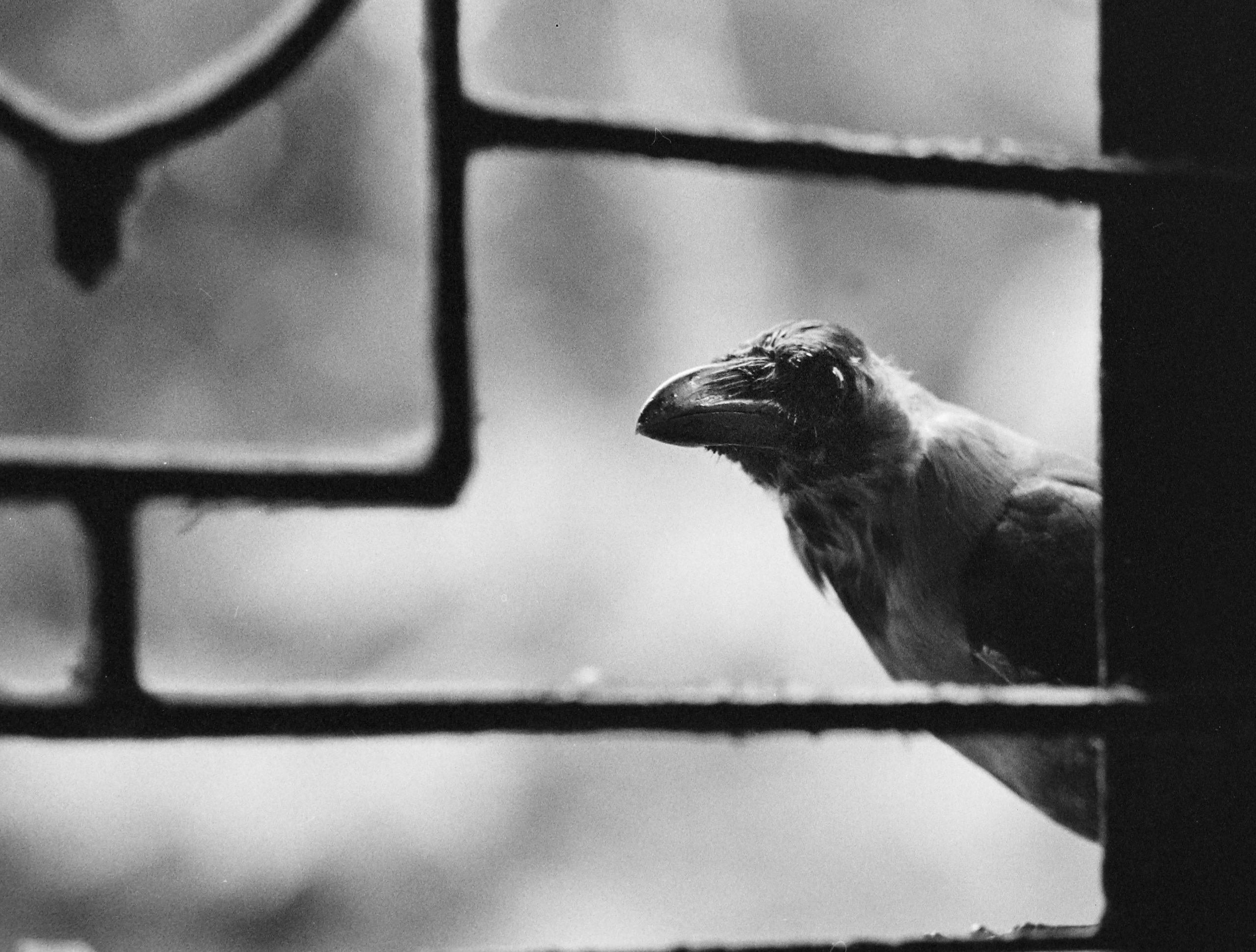 @PlantingCabbag1Morning visitor outside our window in Kolkata #ilfordphoto #fridayfavourites #frommywindow Leica M3, Leitz Tele-Elmar 135mm f/4 HP5 Plus in ID-11 I'm @midtonegrey on Instagram 👋