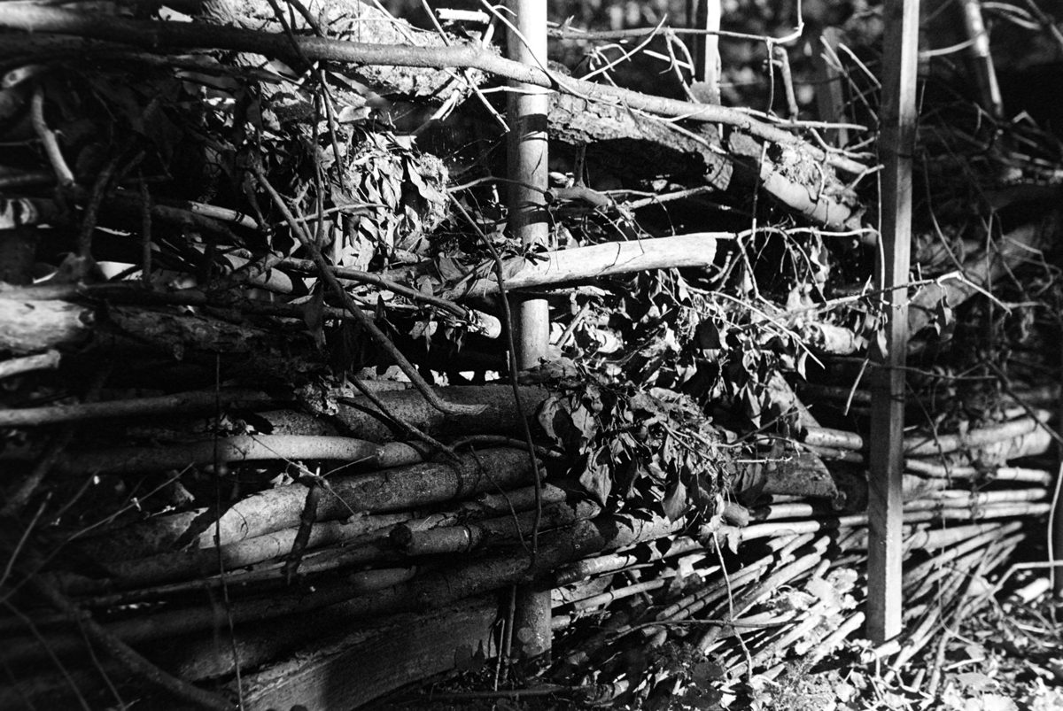 Friday Favourites #autumnthroughilford. Black and white image of branches and trees.