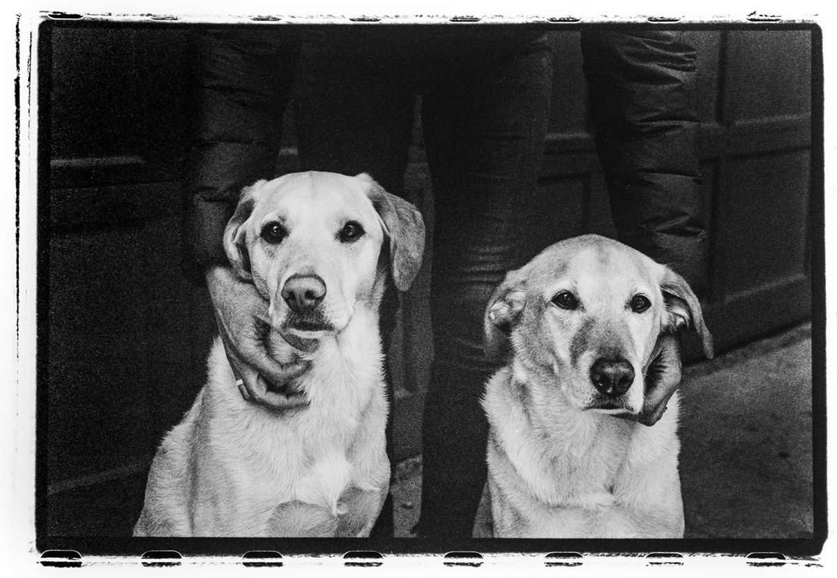 Arian Stevens. Black and white darkroom print of a two dogs being held by a person.