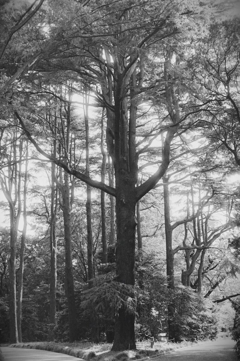 Friday Favourites #themefree. Black and white image of a forest.