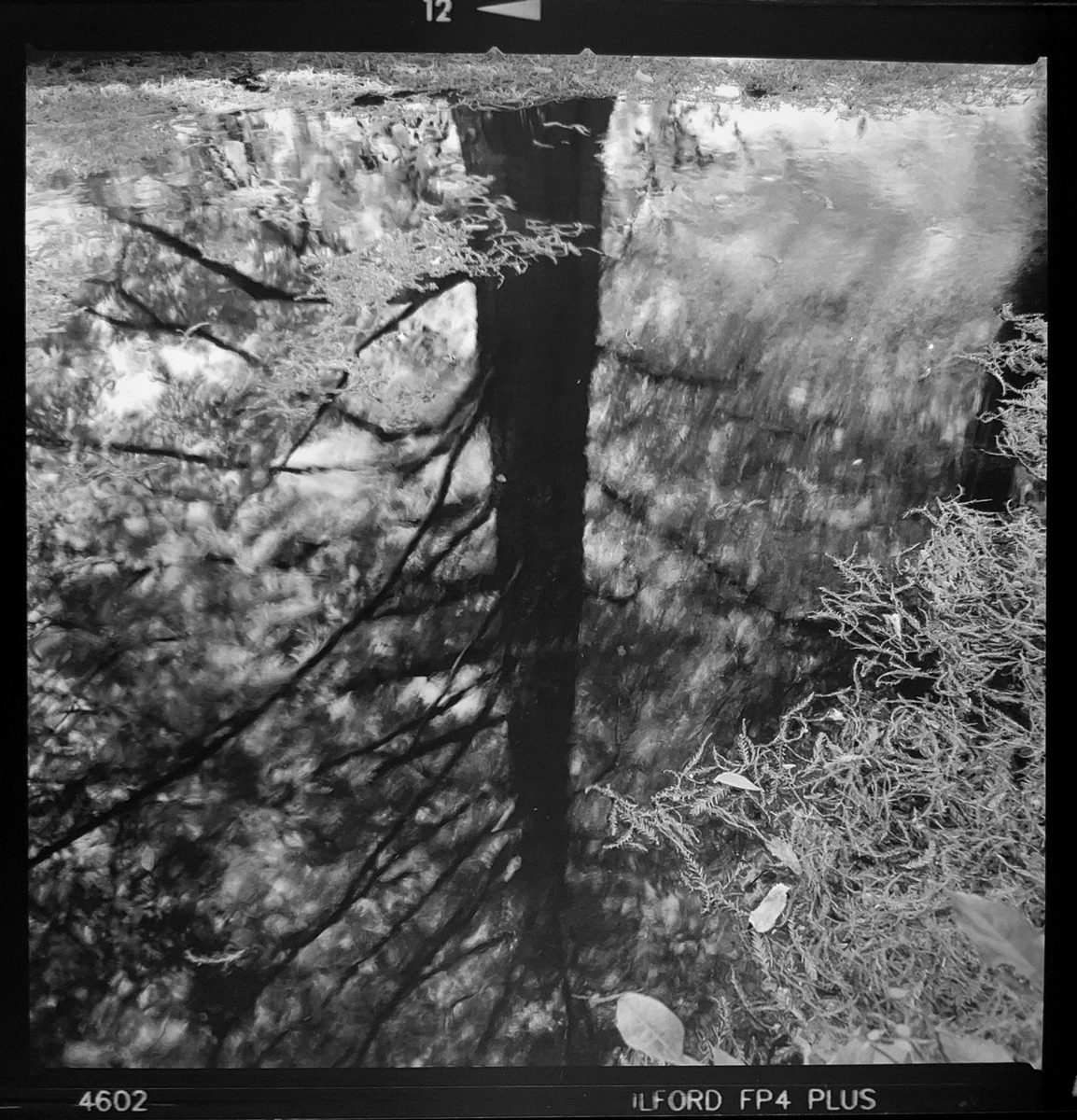 Friday Favourites #autumnthroughilford. Black and white image of a reflection of a tree in water.