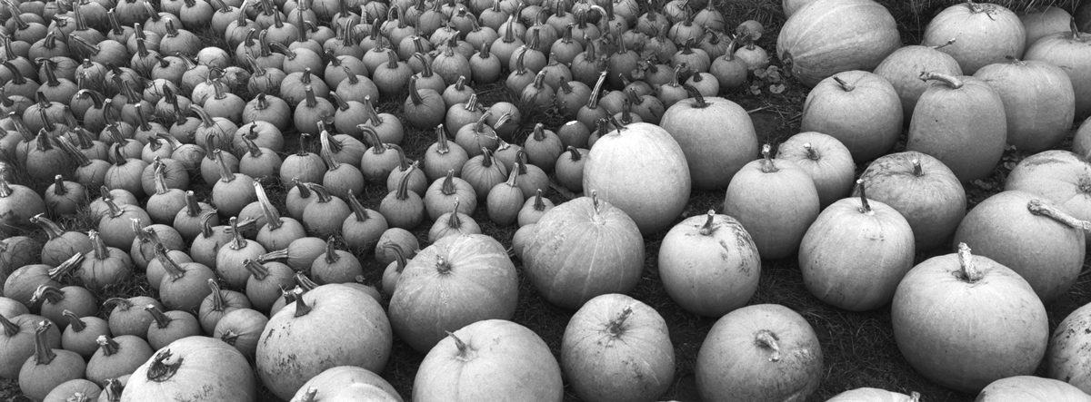 Friday Favourites #autumnthroughilford. Black and white panoramic image of a field full of pumpkins.