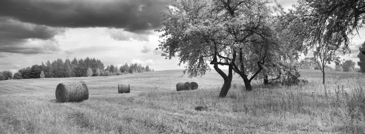 Friday Favourites #themefree. Black and white panoramic shot of a field with trees.