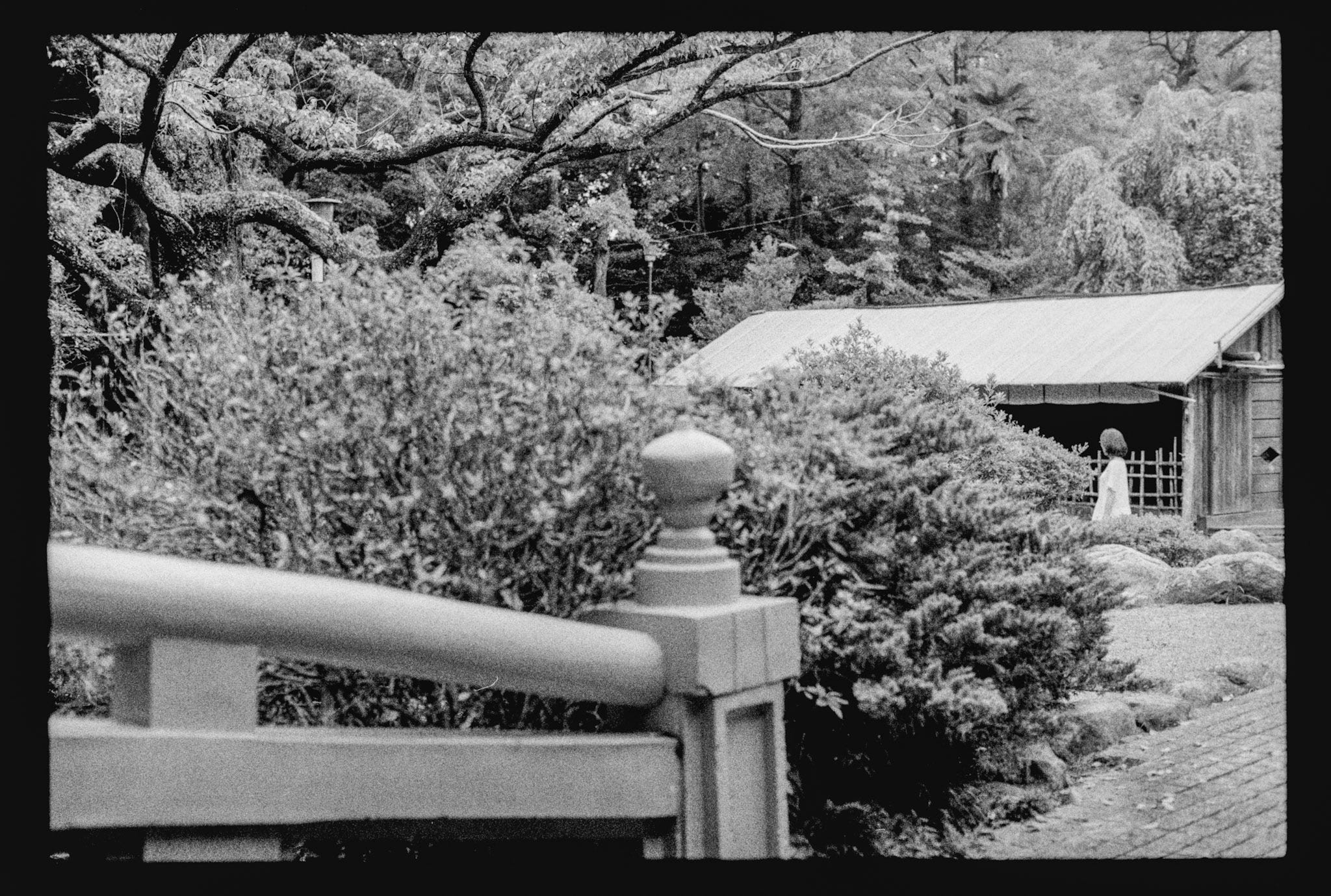 Álvaro Alberto. Black and white image of a garden.