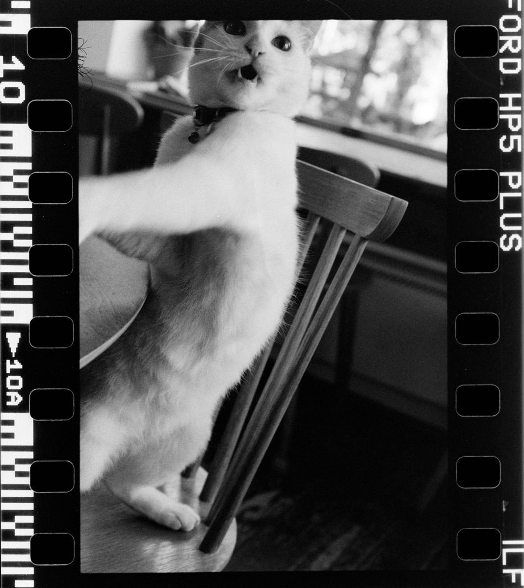 Álvaro Alberto. Black and white neg of a white cat.