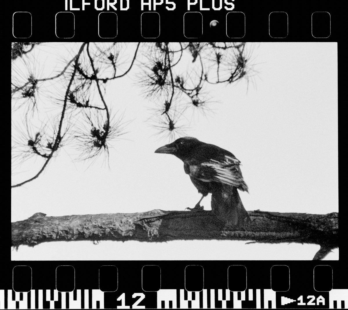 Álvaro Alberto. Black and white neg of a bird.