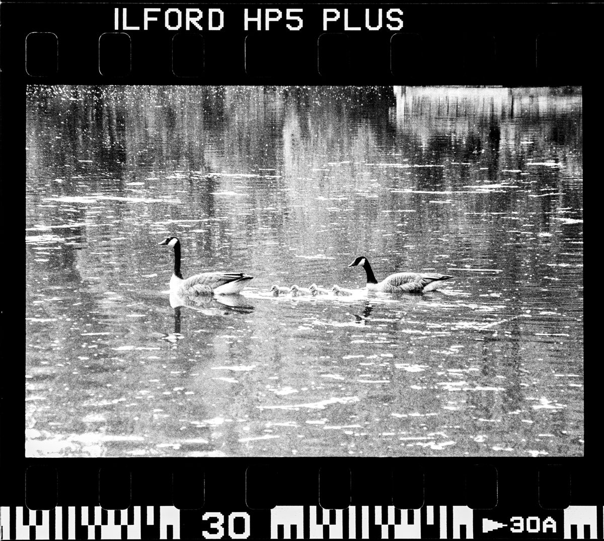 Álvaro Alberto. Black and white neg of birds in a lake.