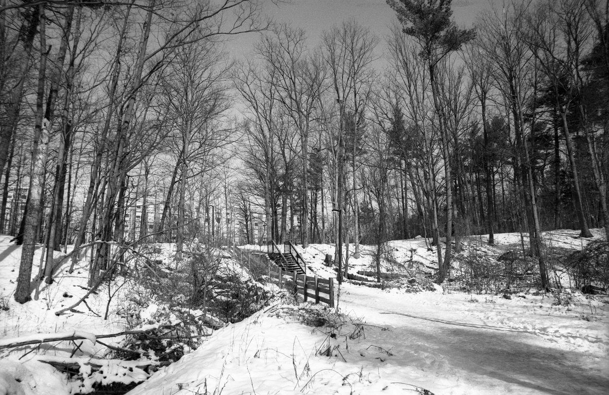 Friday Favourites #highcontrast. Black and white landscape image in the woods with snow