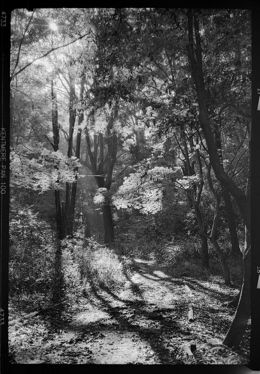 Friday Favourites #winterlandscapes. Black and white shot of woods with light peaking through the trees.