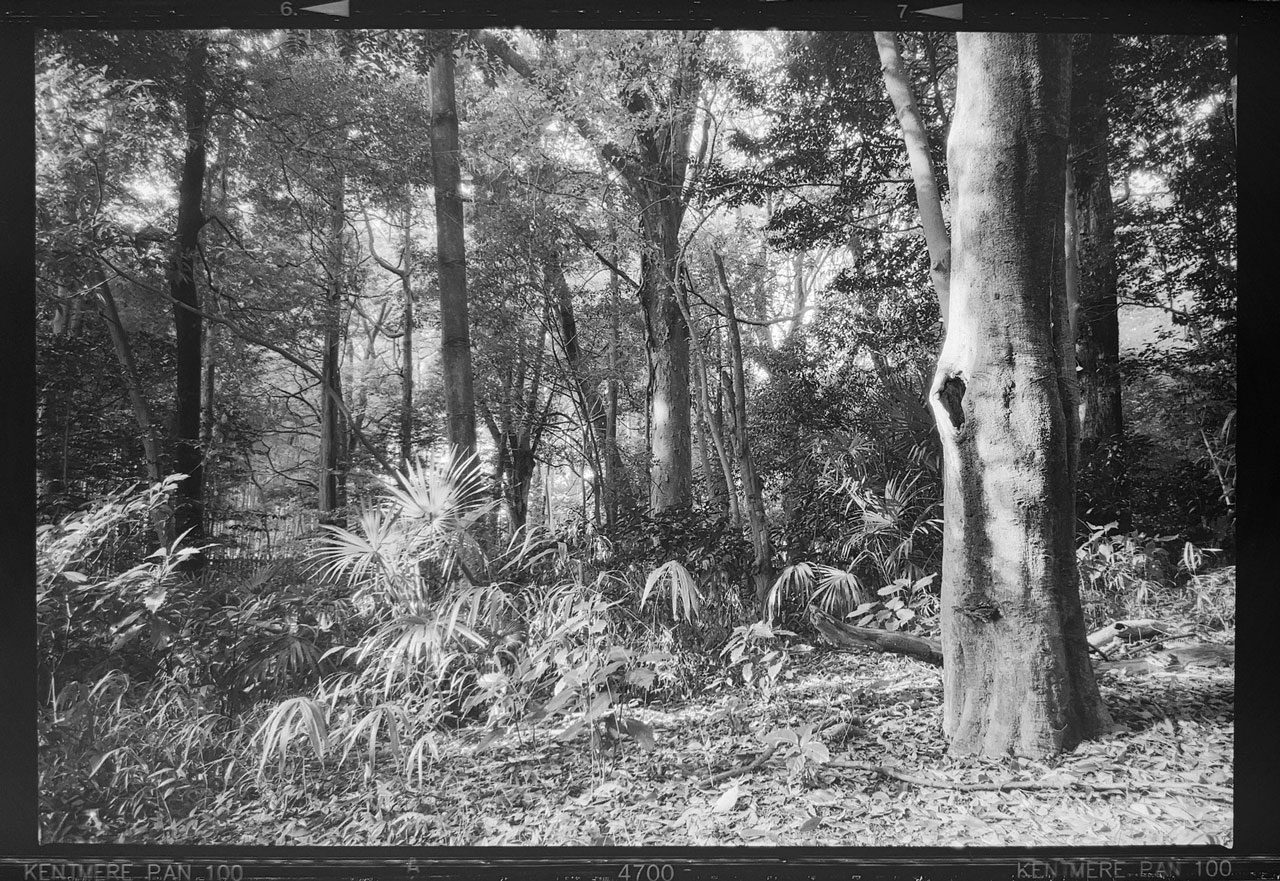 Friday Favourites #highcontrast. Black and white high contrast shot of a jungle.