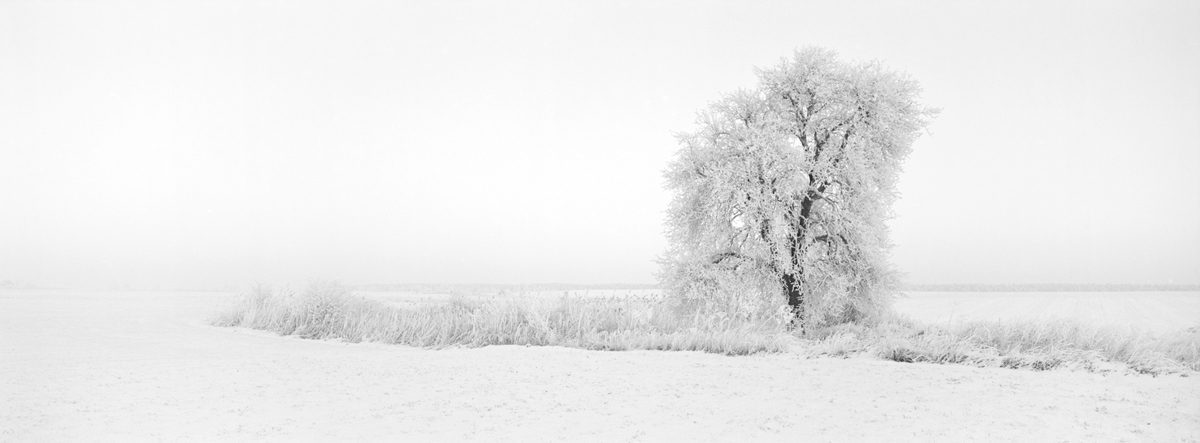 Friday Favourites #winterlandscapes. Black and white panoramic landscape shot of a tree surrounded by snow.