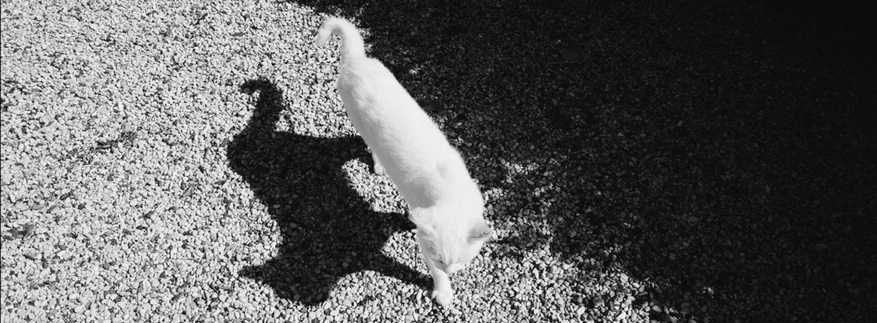 Friday Favourites #highcontrast. Black and white panoramic shot of a white cat.