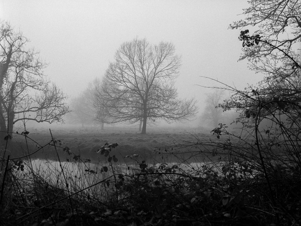 Friday Favourites #winterlandscape. Black and white landscape shot of a tree surrounded by fog.