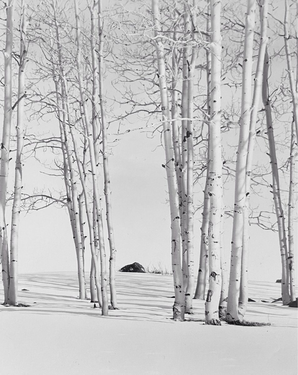 Friday Favourites #winterlandscape. Black and white shot of a landscape full of snow with white trees.