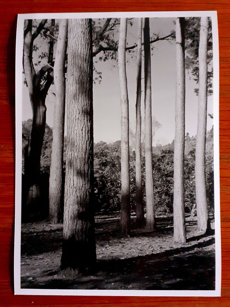 Friday Favourites. Black and white darkroom print of a forest.