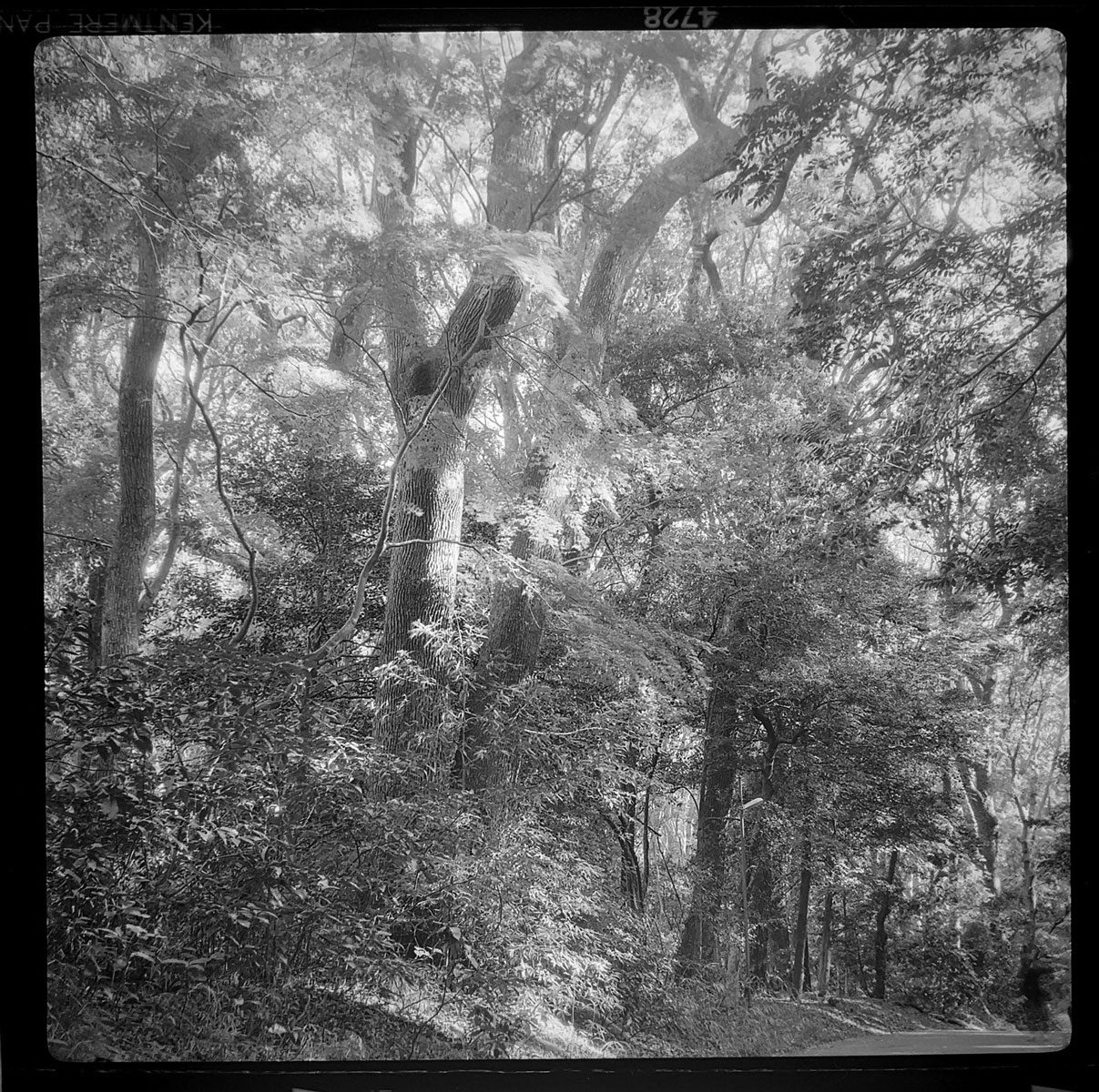 Friday Favourites #themefree. Black and white landscape shot of a forest.