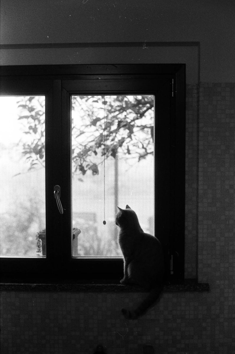 Friday Favourites #themefree. Black and white picture of a cat of a window.