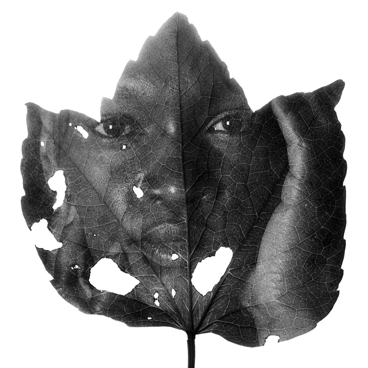 Ben Felton. Black and white double exposure of a face on a leaf.