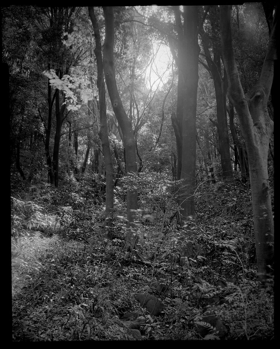 Friday Favourites. Black and white picture of woods.