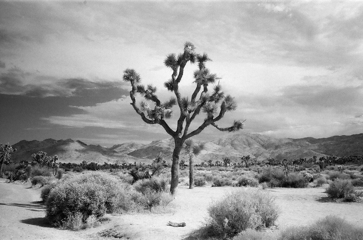 Friday Favourites #bestof2024. Black and white view of a dessert landscape with a large cacti in the middle of the shot.