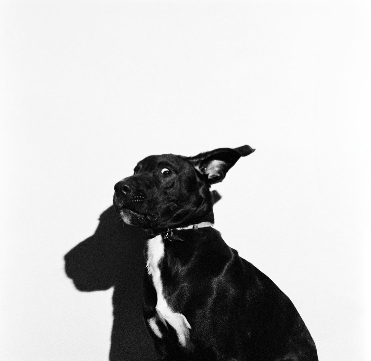 Friday Favourites #bestof2024. Black and white shot of a black dog.