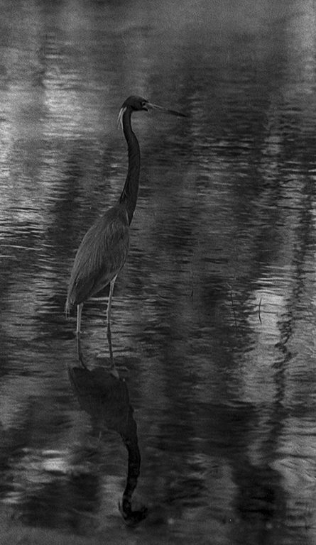 Friday Favourites #febonkentmere400. Black and white panoramic shot of a bird in the water.