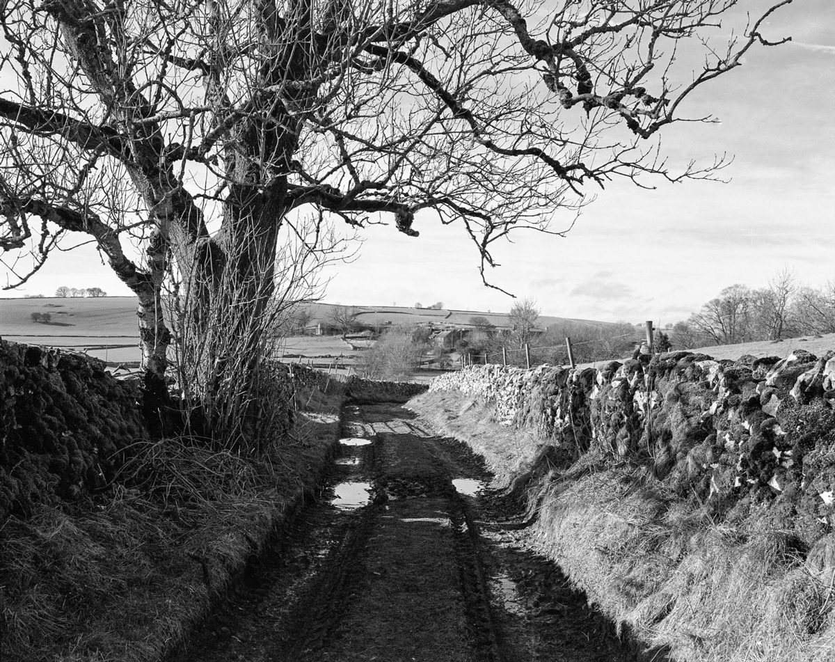 Black and white picture of a country lane