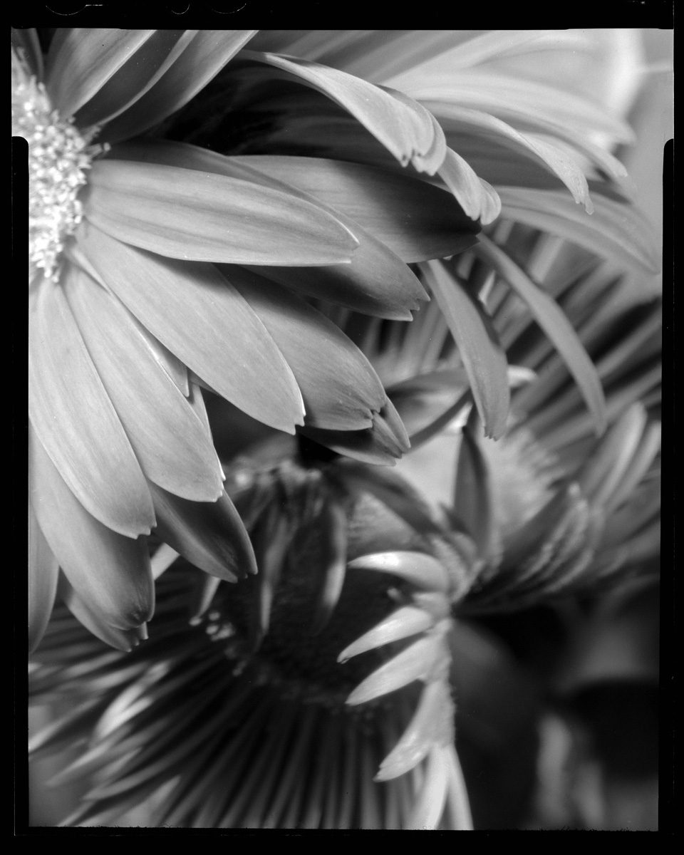 Black and white picture of a plant